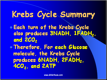 Krebs Cycle Summary