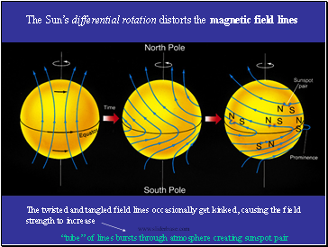 The Suns differential rotation distorts the magnetic field lines