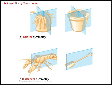 Animal Body Symmetry