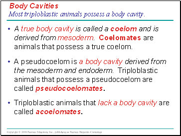 Body Cavities Most triploblastic animals possess a body cavity.