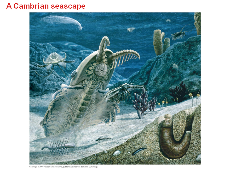 Paleozoic Era 542 251 Million Years Ago