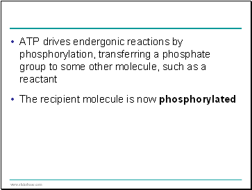 ATP drives endergonic reactions by phosphorylation, transferring a phosphate group to some other molecule, such as a reactant