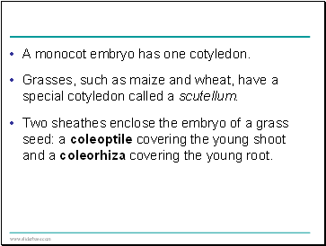 A monocot embryo has one cotyledon.