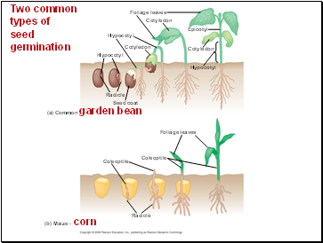 Two common types of seed germination