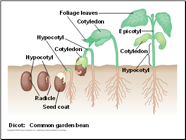 Dicot: Common garden bean