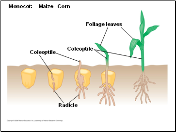 Monocot: Maize - Corn