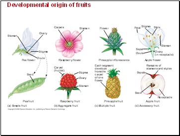Developmental origin of fruits