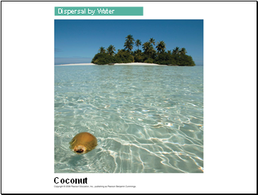 Coconut