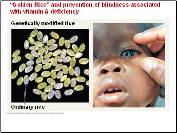 Golden Rice and prevention of blindness associated with vitamin A deficiency