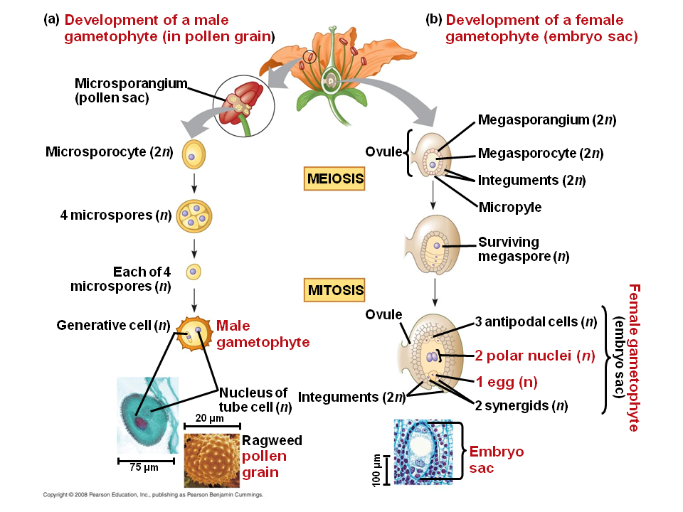 😊 Male gametophyte in angiosperms. Plant Reproduction