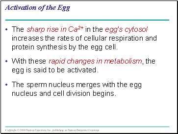 Activation of the Egg