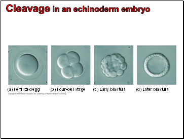 Cleavage in an echinoderm embryo