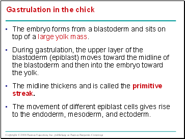 Gastrulation in the chick