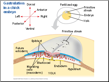 Gastrulation in a chick embryo