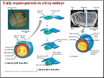 Early organogenesis in a frog embryo