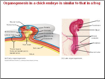 Organogenesis in a chick embryo is similar to that in a frog