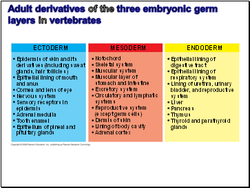 Adult derivatives of the three embryonic germ layers in vertebrates