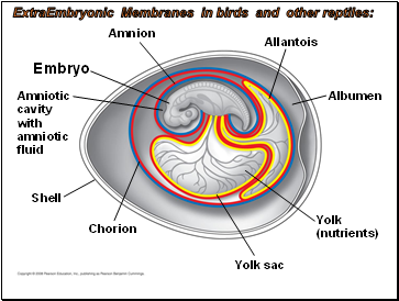ExtraEmbryonic Membranes in birds and other reptiles: