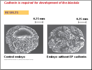 Cadherin is required for development of the blastula