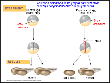 How does distribution of the gray crescent affect the development potential of the two daughter cells?