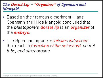The Dorsal Lip = Organizer of Spemann and Mangold