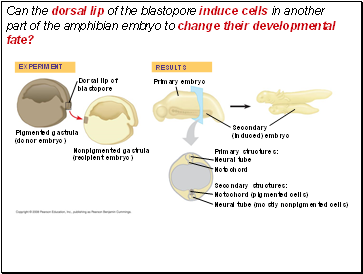 Can the dorsal lip of the blastopore induce cells in another part of the amphibian embryo to change their developmental fate?
