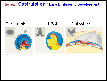 Review: Gastrulation / Early Embryonic Development