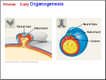 Review: Early Organogenesis