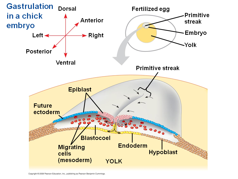 gastrulation in chick