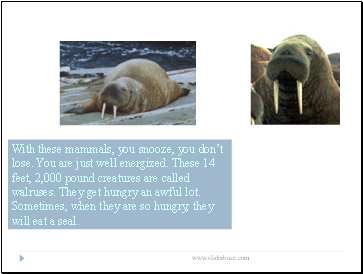 With these mammals, you snooze, you dont lose. You are just well energized. These 14 feet, 2,000 pound creatures are called walruses. They get hungry an awful lot. Sometimes, when they are so hungry, they will eat a seal.