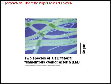 Cyanobacteria: One of the Major Groups of Bacteria
