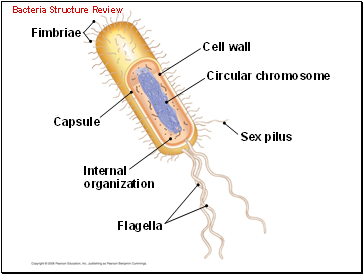 Bacteria Structure Review