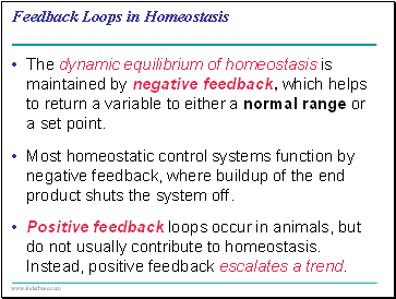 Feedback Loops in Homeostasis