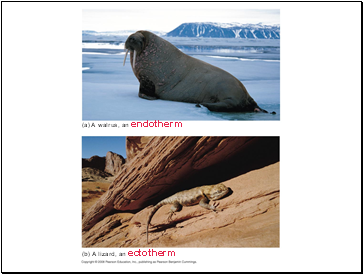 (a) A walrus, an endotherm