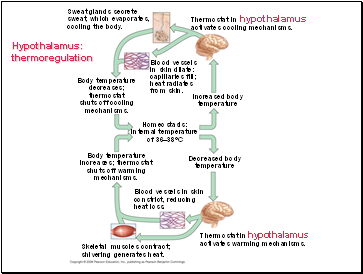 Hypothalamus: thermoregulation