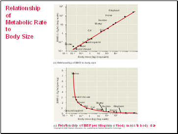 Relationship of Metabolic Rate to Body Size