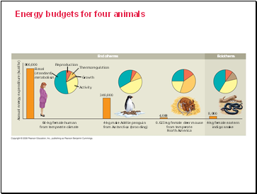 Energy budgets for four animals