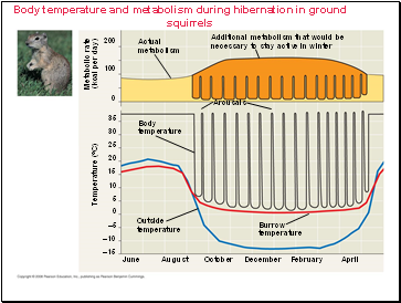 Body temperature and metabolism during hibernation in ground squirrels