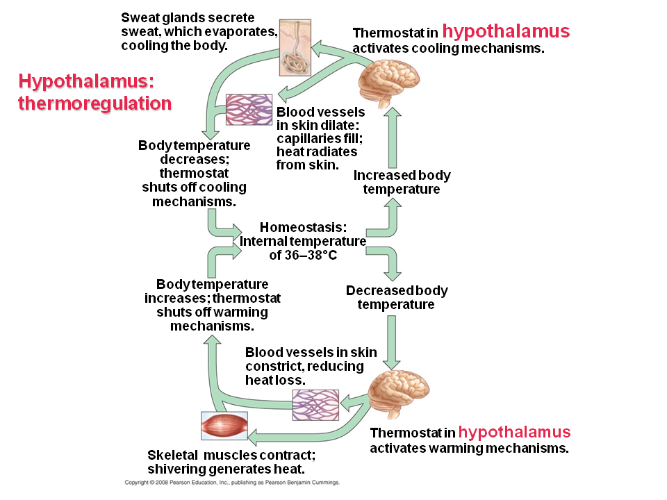 Set Point Of Hypothalamus at Joshua Tyler blog