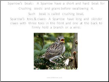 Sparrows beak:- A Sparrow have a short and hard beak for