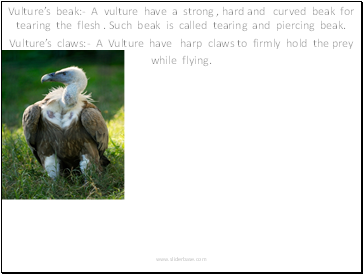 Vultures beak:- A vulture have a strong , hard and curved beak for tearing the flesh . Such beak is called tearing and piercing beak.