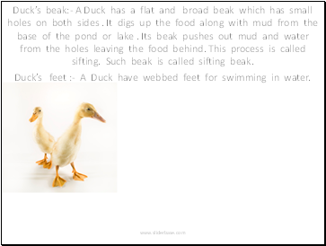 Ducks beak:- A Duck has a flat and broad beak which has small holes on both sides . It digs up the food along with mud from the base of the pond or lake . Its beak pushes out mud and water from the holes leaving the food behind. This process is called sifting. Such beak is called sifting beak.