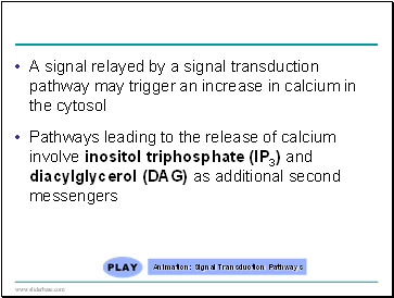 A signal relayed by a signal transduction pathway may trigger an increase in calcium in the cytosol