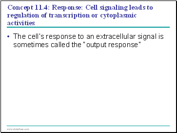 Concept 11.4: Response: Cell signaling leads to regulation of transcription or cytoplasmic activities