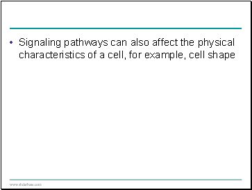 Signaling pathways can also affect the physical characteristics of a cell, for example, cell shape