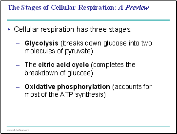 The Stages of Cellular Respiration: A Preview