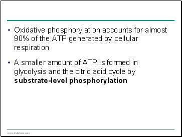Oxidative phosphorylation accounts for almost 90% of the ATP generated by cellular respiration