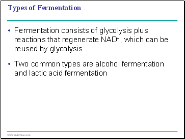 Types of Fermentation