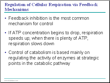 Regulation of Cellular Respiration via Feedback Mechanisms