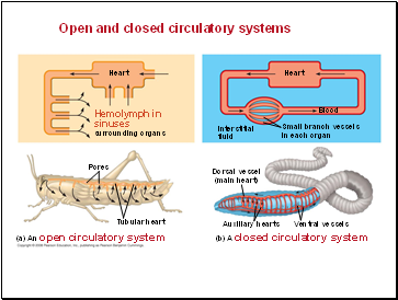 Open and closed circulatory systems